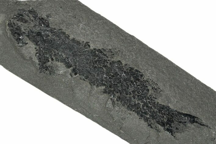 Devonian Lobe-Finned Fish (Osteolepis) Fossil - Scotland #353845
